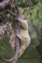 One southern tamandua (Tamandua tetradactyla), climbing up a branch in a forest