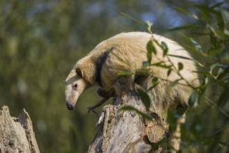 One southern tamandua (Tamandua tetradactyla), sitting on the top of a broken/cut tree in a forest