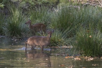 Flock of Vietnamese Sika Deer, Cervus nippon pseudaxis, standing in a shallow pond feeding on the