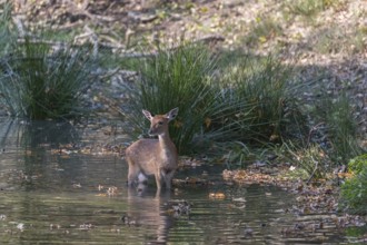 Vietnamese Sika Deer doe, Cervus nippon pseudaxis, standing in a shallow pond feeding on the reed