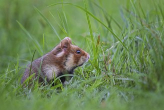 Field hamster (Cricetus cricetus) European hamster, rodent, crepuscular and nocturnal territorial