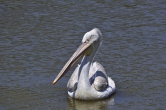 Portrait of Pink-backed Pelican (Pelecanus rufescens) swimming in lake, native to Africa