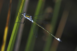 Emerald damselfly, common spreadwing (Lestes sponsa) on stem in wetland