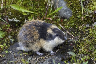 Norway lemming (Lemmus lemmus) on the tundra, Lapland, Sweden, Europe