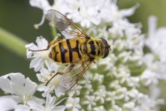 Dead Head Hoverfly (Myathropa florea) on flower