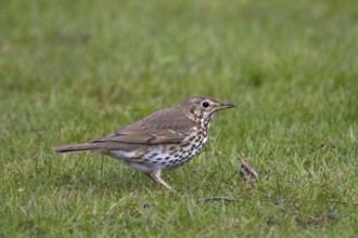 Song thrush (Turdus philomelos) eating earthworm on lawn in garden, Germany, Europe