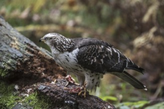 European honey buzzard (Pernis apivorus) eating dead bird chick