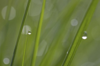 Dewdrops on blades of grass in meadow in early morning