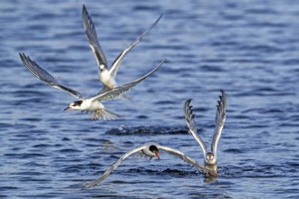 Juvenile and adult common terns (Sterna hirundo) in breeding plumage flying over water, fishing