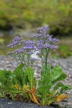 Common sea-lavender (Limonium vulgare) in flower in saltmarsh, salt marsh along the North Sea coast