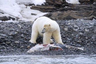 Solitary polar bear (Ursus maritimus) eating from beached dolphin carcass along the Svalbard coast