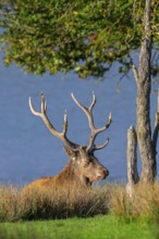 Red deer (Cervus elaphus) stag with big antlers resting under tree in grassland on lake shore