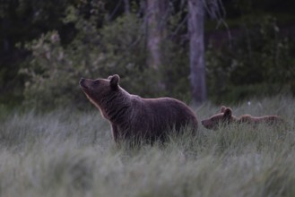 Brown bear (Ursus arctos) in the Finnish taiga, Kuusamo, Finland, Europe