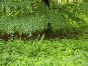 Beech Tree (Fagus slyvatica), in woodland surrounded by fresh undergrowth greenery in springtime,