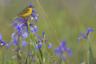 Yellow wagtail, (Motacilla f. flava), Tiszaalpár, Kiskunsági National Park, Bács-Kiskun, Hungary,