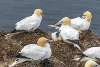 Northern gannets (Morus bassanus) with young on their nests on the cliff edge, offshore island of