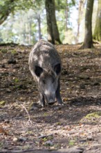 Wild boar (Sus scrofa), boar, Vulkaneifel, Rhineland-Palatinate, Germany, Europe