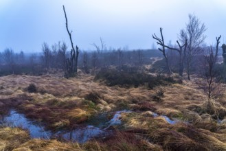 The High Fens nature park Park, in the German-Belgian border region near Eupen, winter, fog, wooden