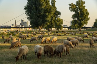 Skyline of Düsseldorf on the Rhine, flock of sheep on the Rhine meadows, near Oberkassel,