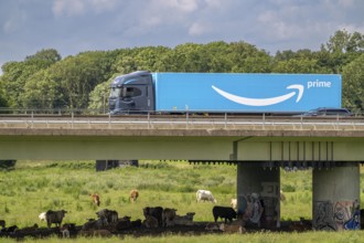 Lorry on the A40 motorway, bridge over the Ruhr and Styrumer Ruhrauen, herd of cattle, dairy cows