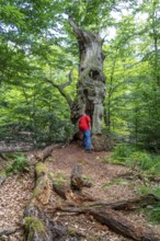 The Sababurg primeval forest, or primeval forest in the Reinhardswald, is a 95-hectare biotope