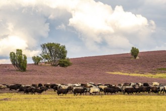 Heidschnucken herd, in the Lüneburg Heath, near Niederhaverbeck, heather blossom of the broom