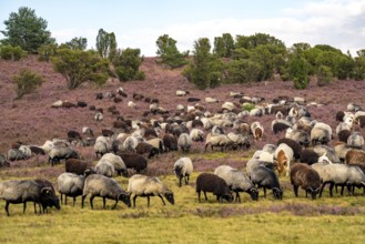 Heidschnucken herd, in the Lüneburg Heath, near Niederhaverbeck, heather blossom of the broom