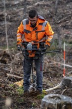 Reforestation in the Arnsberg Forest near Warstein-Sichtigvor, Soest district, forestry workers