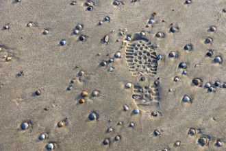 East Frisian North Sea island of Spiekeroog, Wadden Sea National Park, in winter, walk on the beach