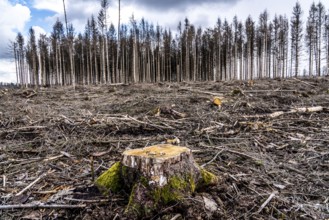 Cleared forest in the Arnsberg Forest near Warstein-Sichtigvor, Soest district, site of a spruce