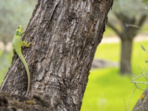 Balkan green lizard (Lacerta trilineata), lizard, lizard, reptile, (Lacerta bilineata), Lesbos,