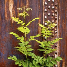 Green plant in front of rusty steel, industrial nature in the disused Hansa coking plant, Dortmumd,