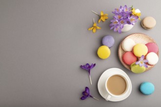 Multicolored macaroons with spring snowdrop crocus flowers and cup of coffee on gray pastel