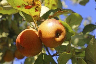 Ripe apple (or apples) on a tree in a meadow orchard in autumn