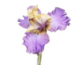 Beautiful multicolored iris flower isolated in white. Close up