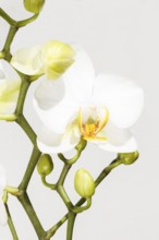 Beautiful orchids of different colors on white and grey background. Phalaenopsis hybrids. Close up