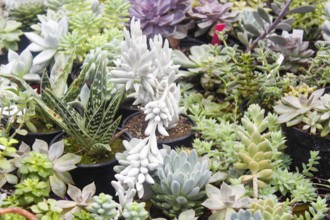 Various types of succulent in flower pots in the greenhouse. Closeup, selective focus