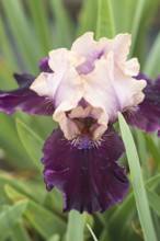 Beautiful multicolored iris flower bloom in the garden. Close up, fragility and summer concept