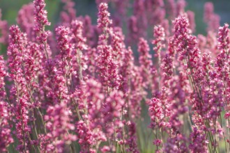 Blooming purple heuchera in the garden