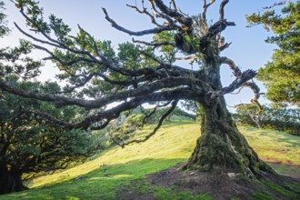 Centuries-old til trees in fantastic magical idyllic Fanal Laurisilva forest on sunrise. Madeira