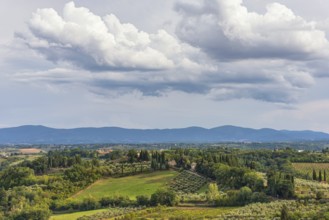 Hilly landscape, cypress (Cupressus), olive, olive tree (Olea europaea), weather, clouds, sky, San