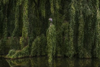 Green weeping beech (Fagus sylvatica), weeping beech with grey heron (Ardea cinerea), park, river,