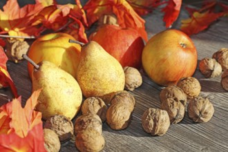 Apples, pears and walnuts on a rustic wooden table as an autumnal motif