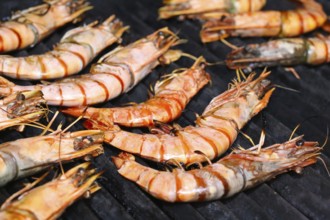 Grilled black tiger prawns