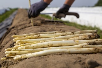 Agriculture asparagus harvest at the Schmitt vegetable farm in Hockenheim, Baden-Württemberg