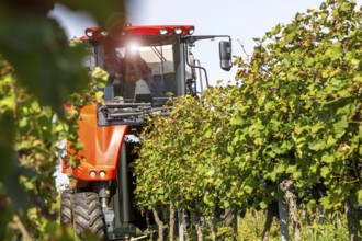 Harvest of Sankt Laurent red wine grapes in the Palatinate