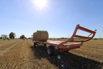 Straw pressed into round bales on a harvested wheat field, loaded onto the trailer for transport