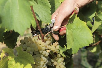 Grape grape harvest: Manual harvest of Chardonnay grapes in a vineyard in the Palatinate