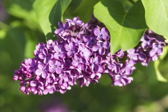 Blooming lilac in the botanical garden in spring