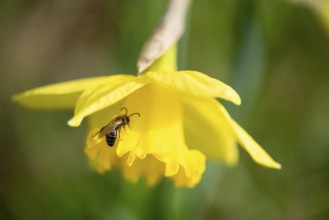 A bee collects pollen on the yellow flower of a daffodil, Germany, Europe